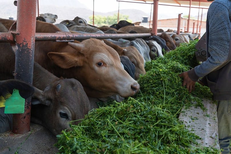 the farmer is feeding alfalfa to the cows