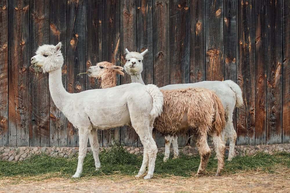 three alpacas eating