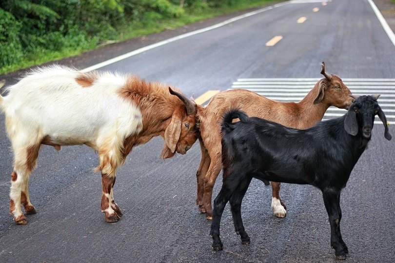 three goats-pixabay