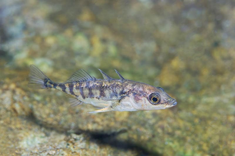 Three spined stickleback