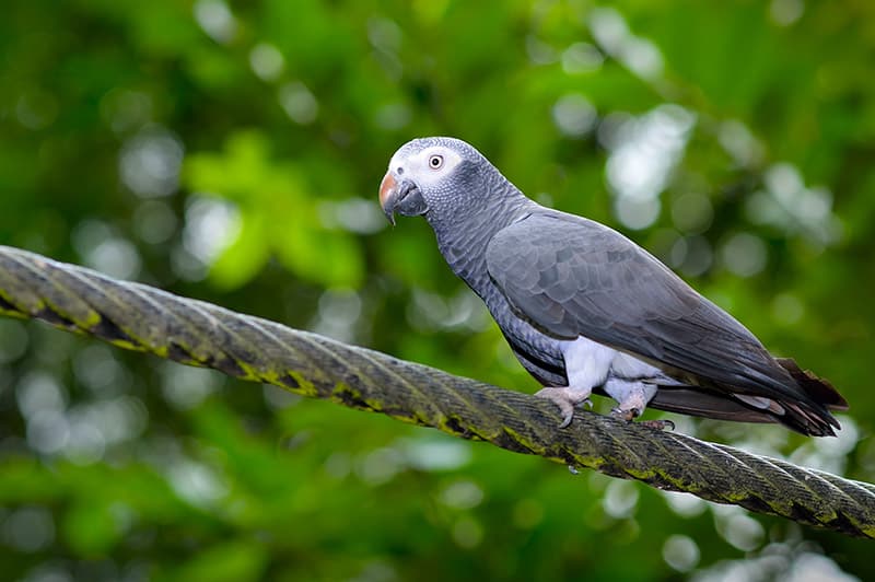 African Grey Timneh