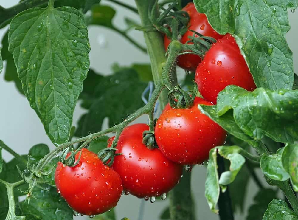 tomato plant