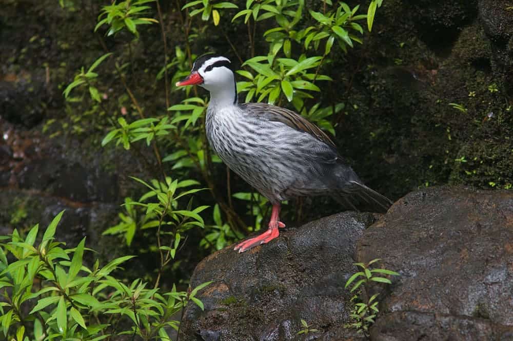 Torrent Duck