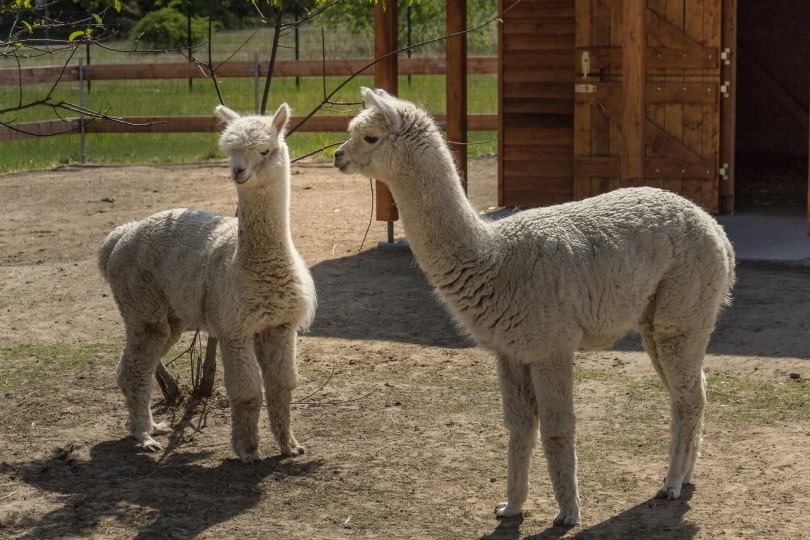 two Llama standing oudoor
