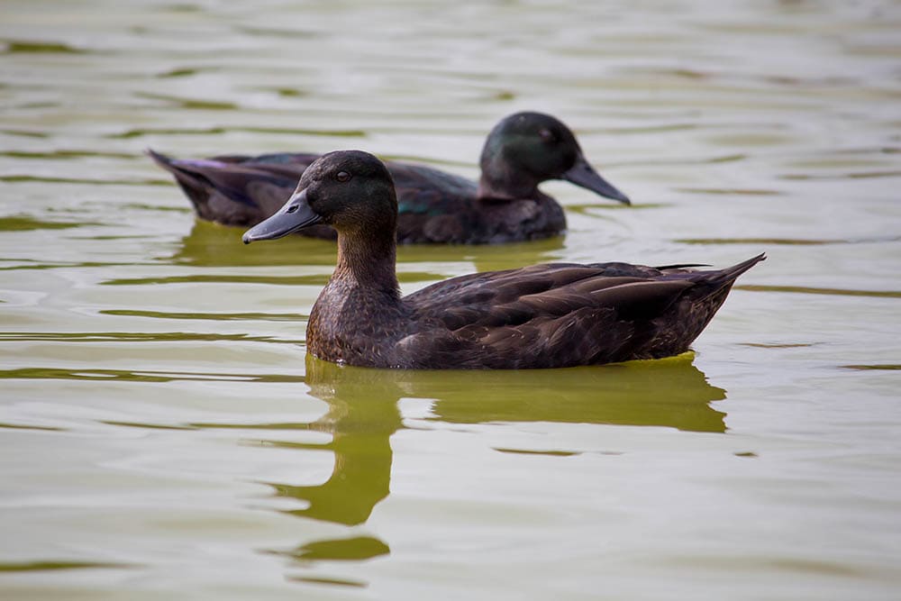 two black East Indies in the pond