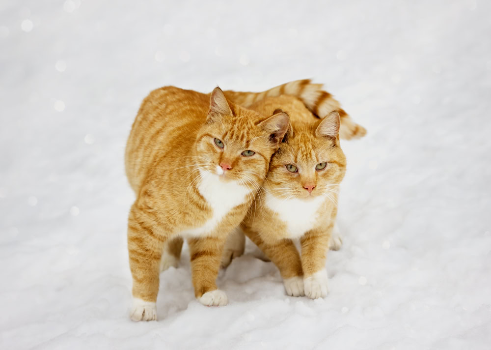 two cats nestled to each other outdoor
