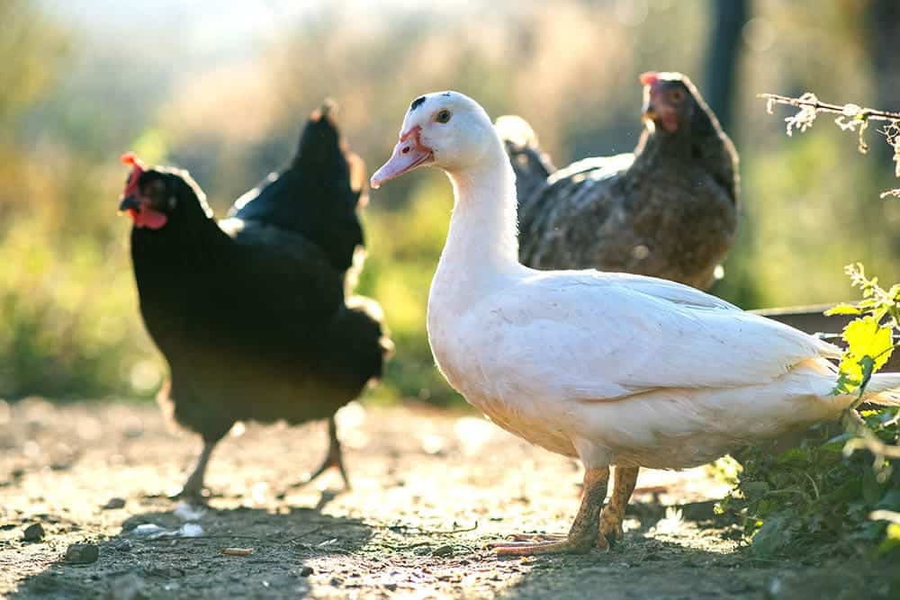 two chickens and a duck