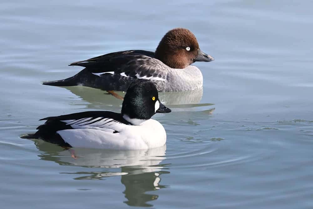 two Common Goldeneye ducks