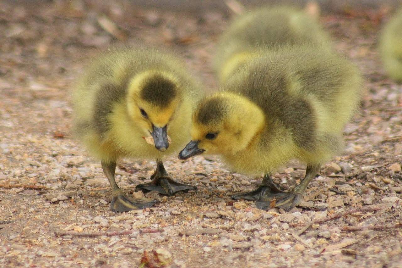 two ducklings