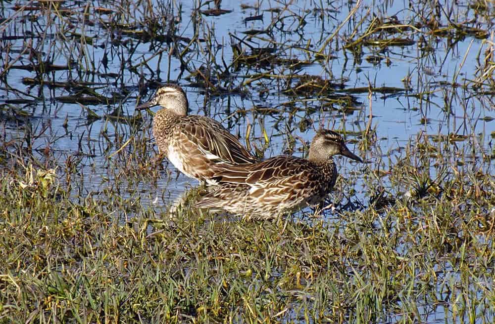 two garganey ducks