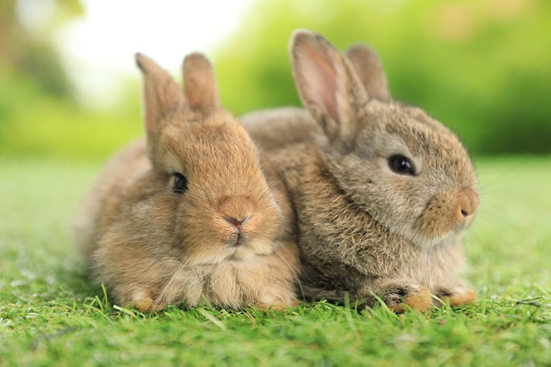 two lovely rabbits