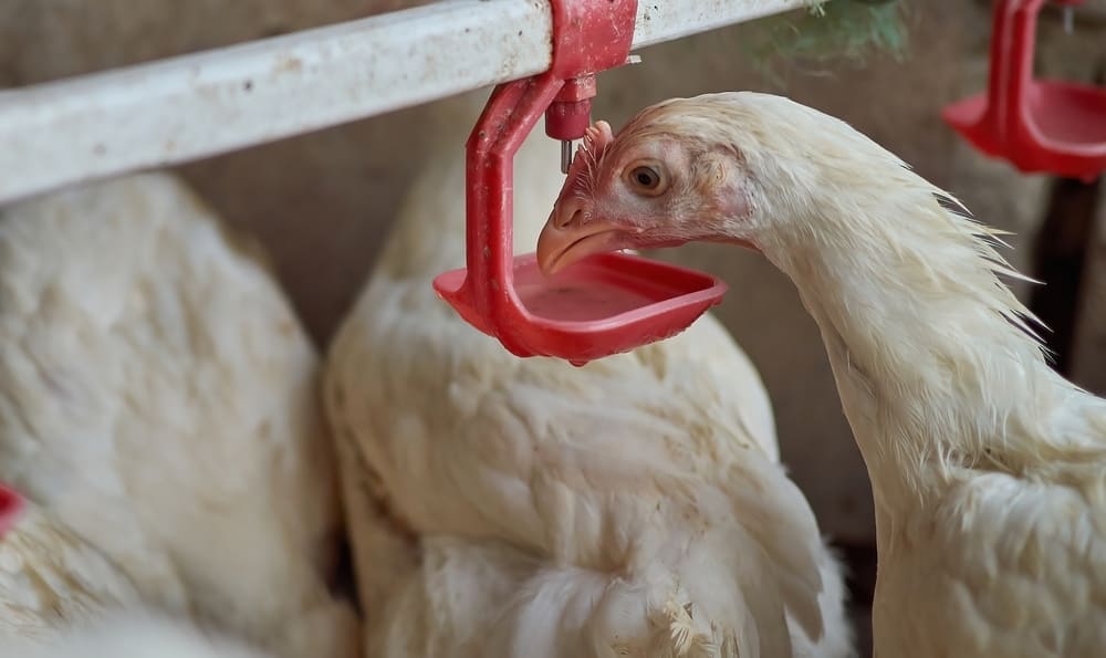 village backyard broiler Chicken drinking water by nipple drinker