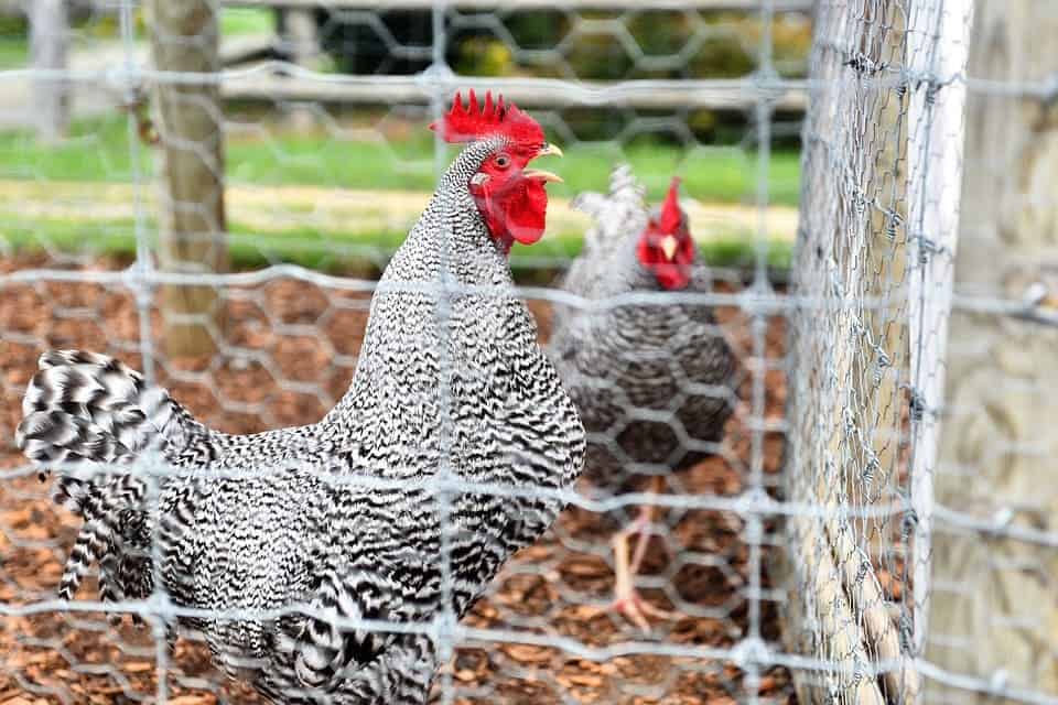 welded wire fence