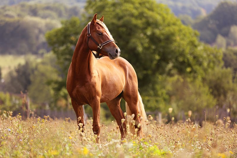 Welsh pony standing on a meadow