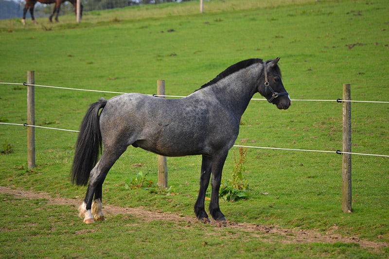Pony-of-Americas