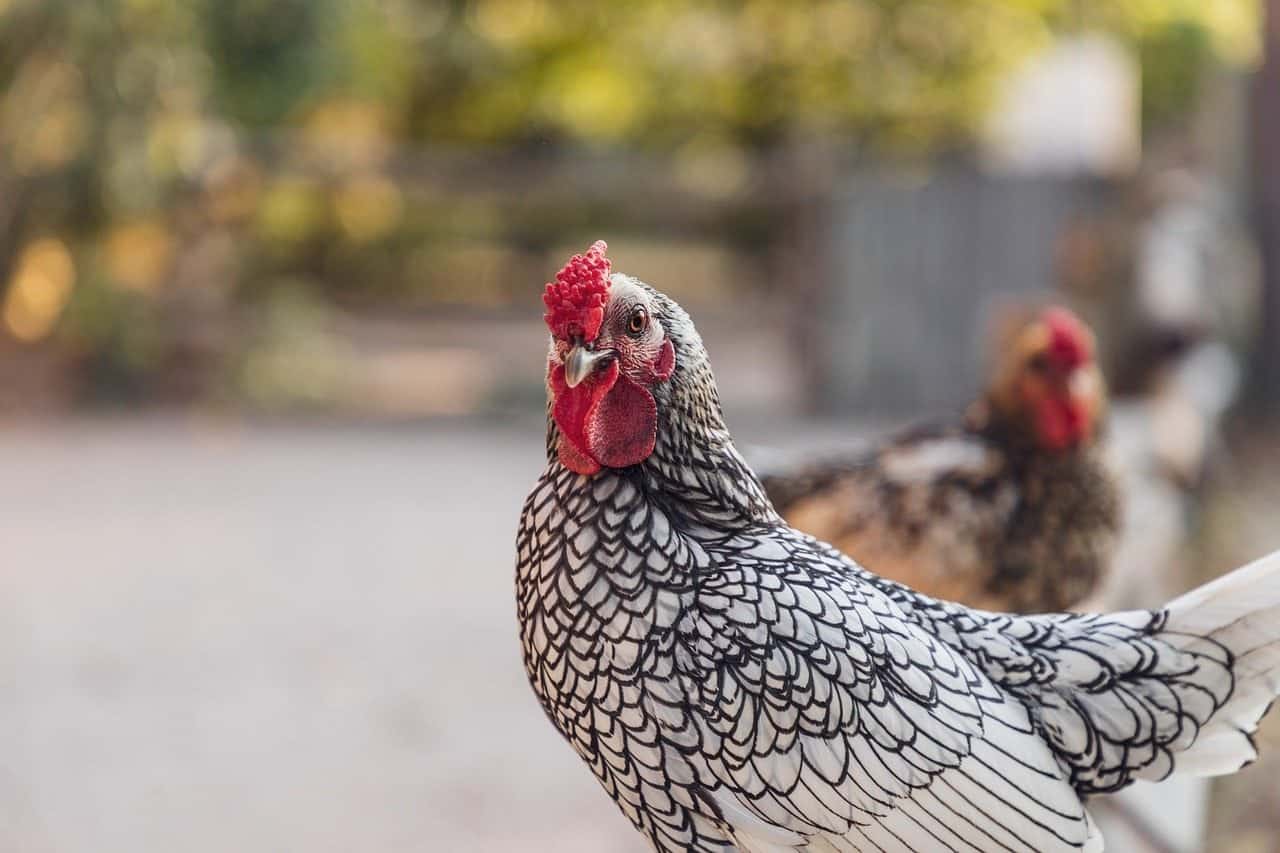 white Wyandotte chicken