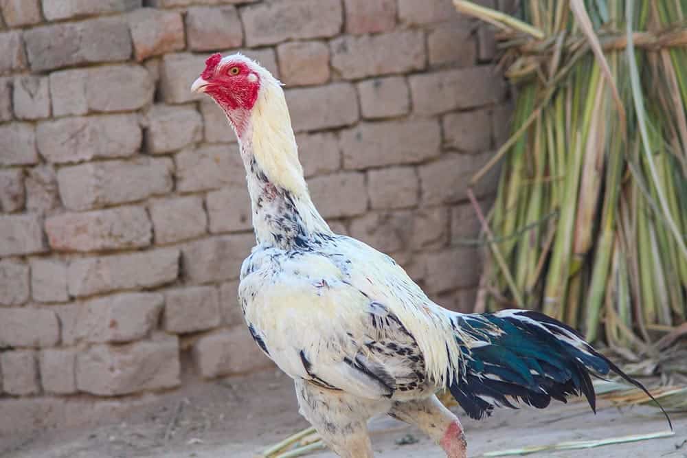white aseel rooster