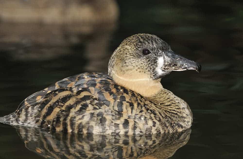 White-back Duck
