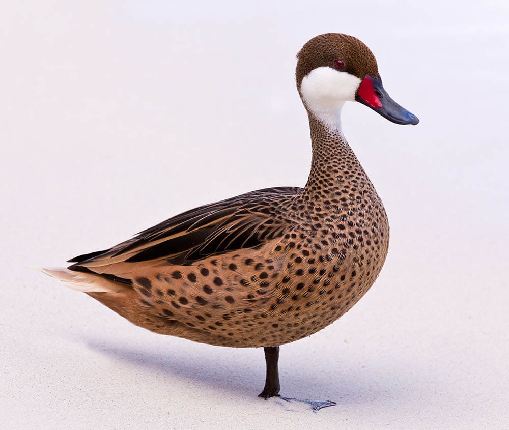 White-cheeked pintail