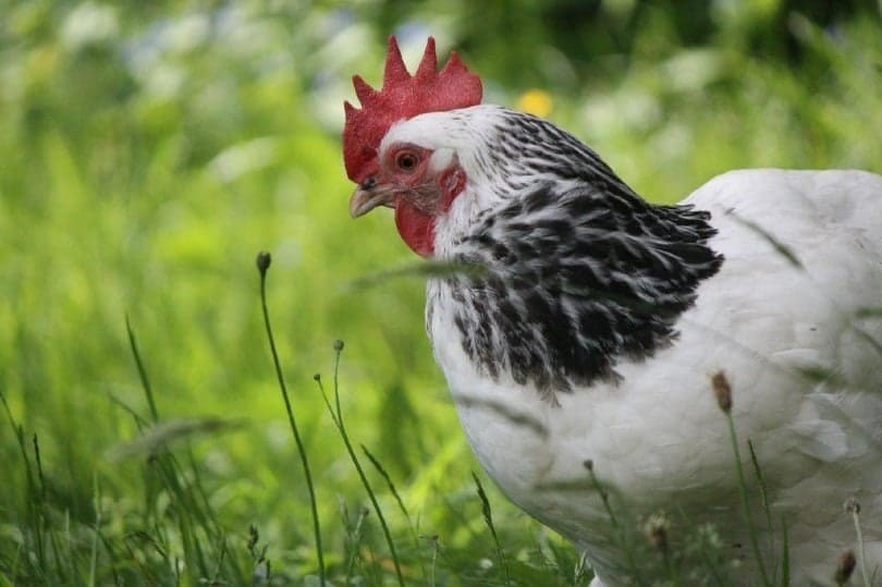 white chicken san vitellus