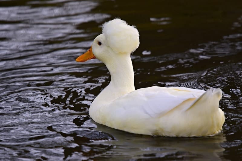 white crested duck