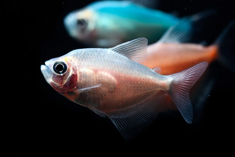 White Skirt Tetra