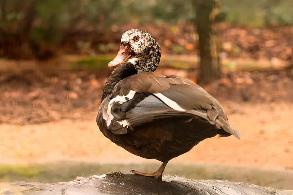 White-winged Duck