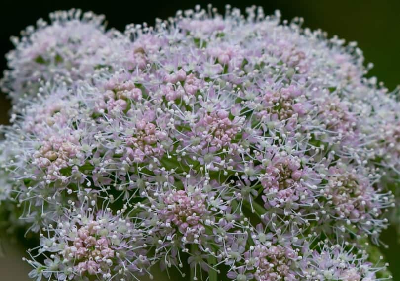 wild celery flowers
