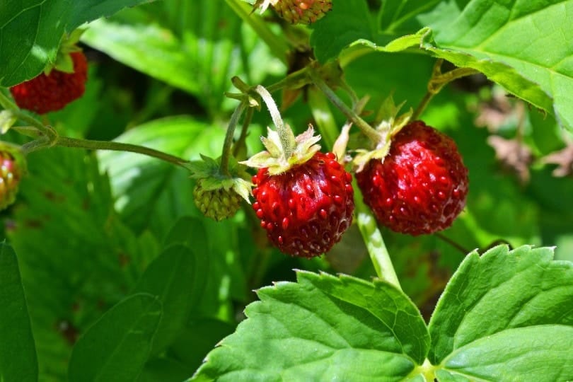 wild strawberries