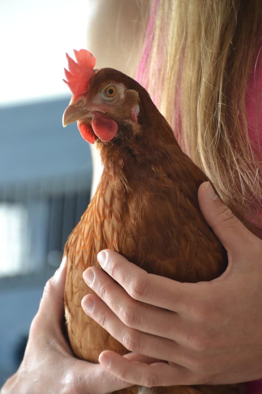 woman holding a chicken