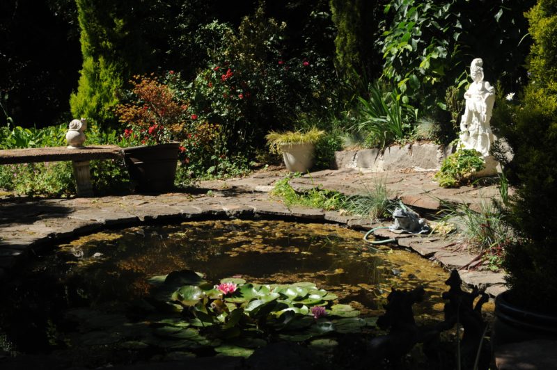 back yard pond