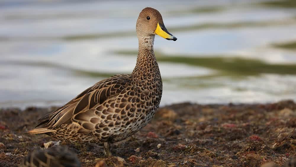 Yellow-billed pintail