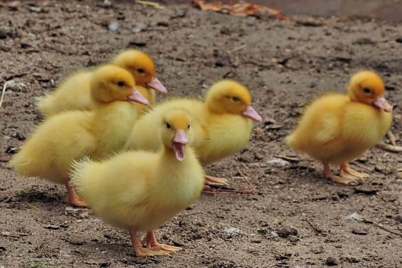 yellow ducklings standing around