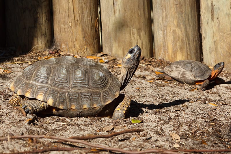 Yellow-footed tortoise