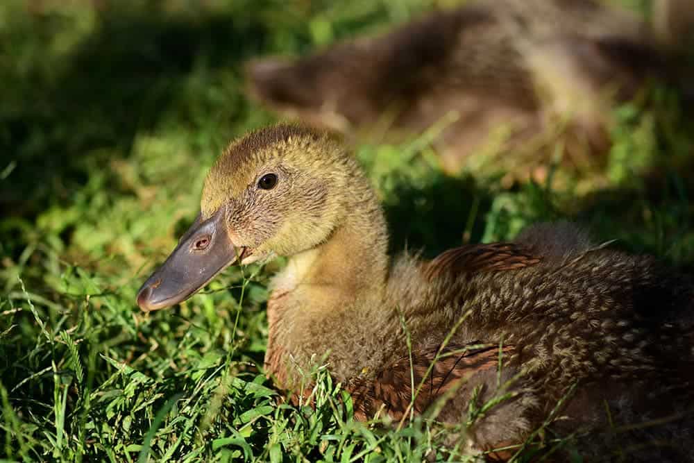 young golden layer 300 duck