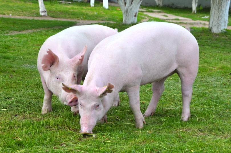 young pigs on the grass