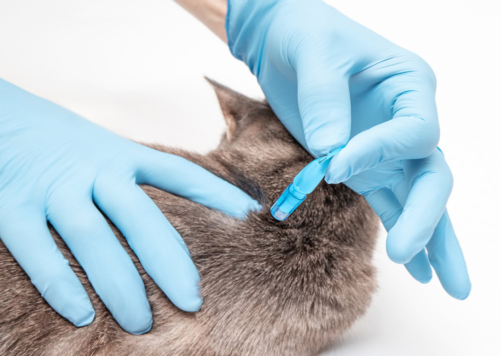 Cat Flea Treament