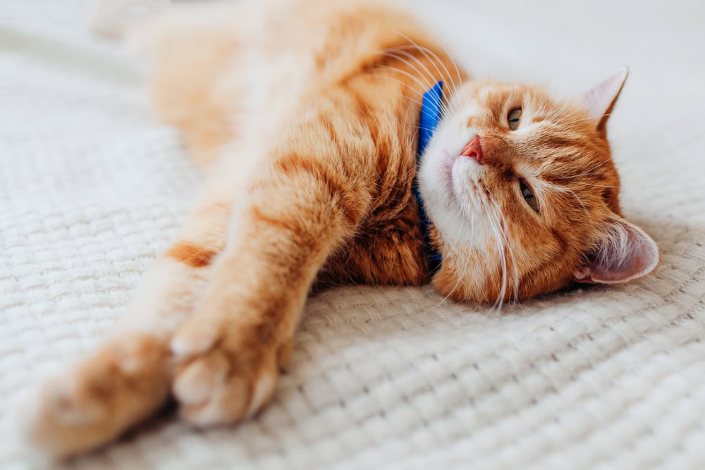 Ginger Cat With Flea Treatment Collar