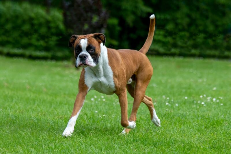 boxer dog trotting on grass
