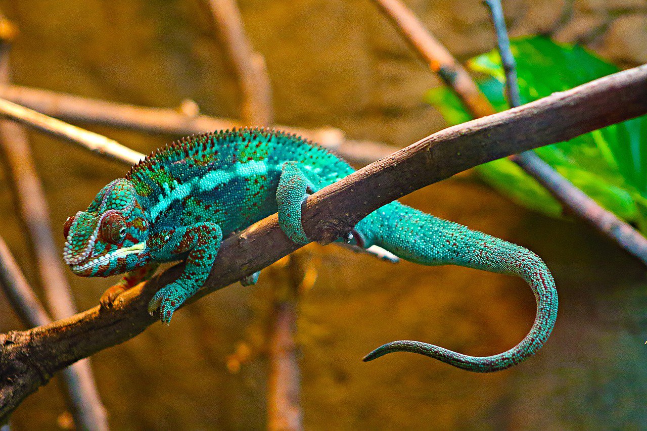 colorful chameleon on a tree branch