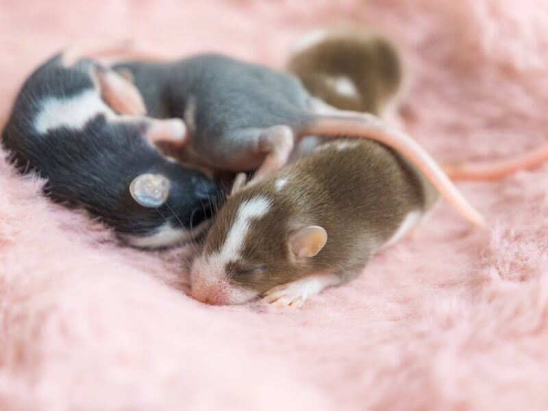 little mice sleeping