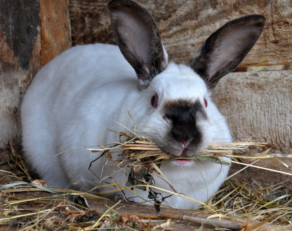 pregnant rabbit eating
