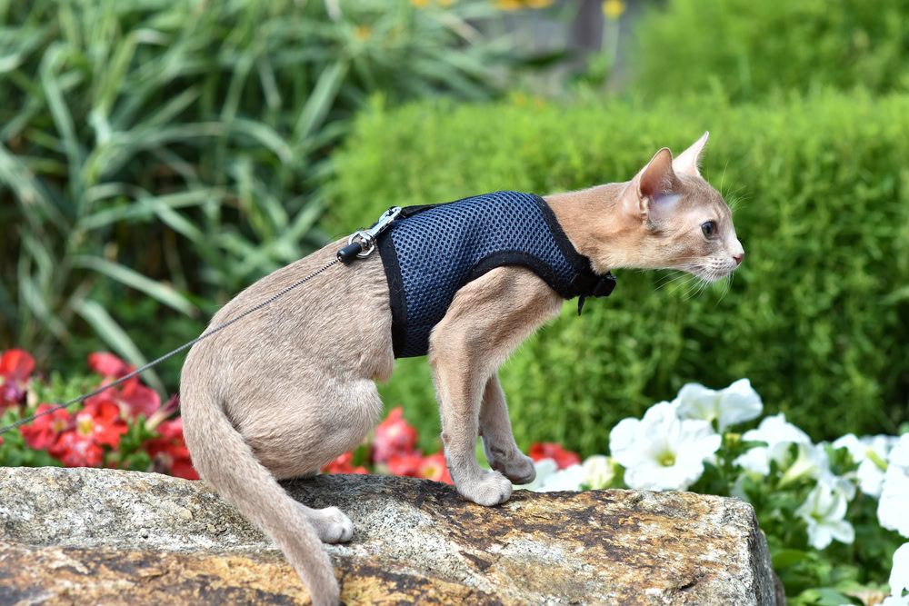 young abyssinian cat wearing a harness outdoors