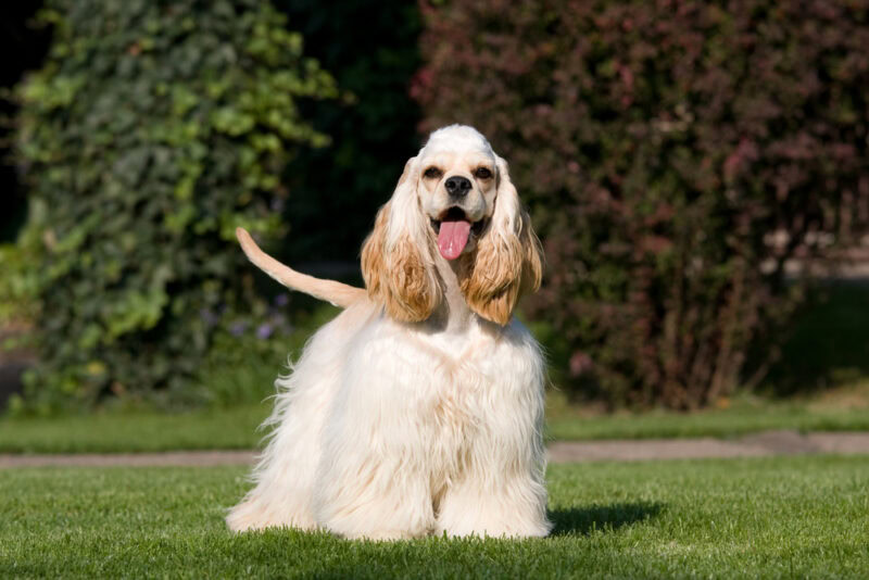 American Cocker Spaniel dog in the park