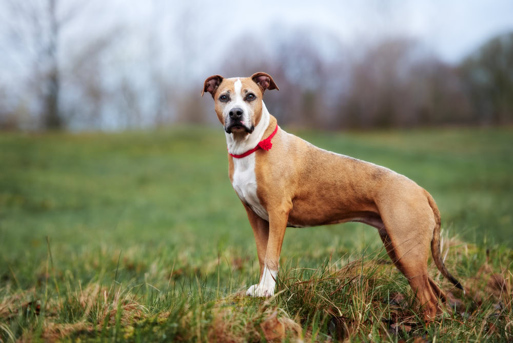American Pitbull Terrier
