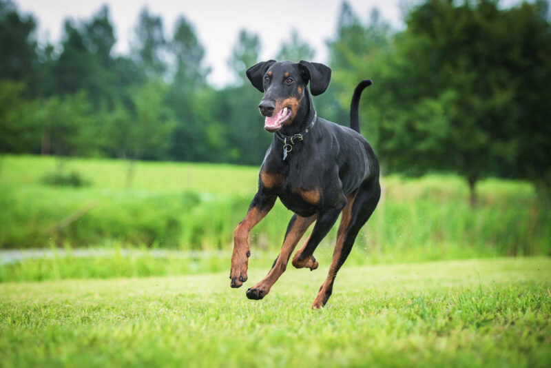 Doberman Pinscher dog running in the field