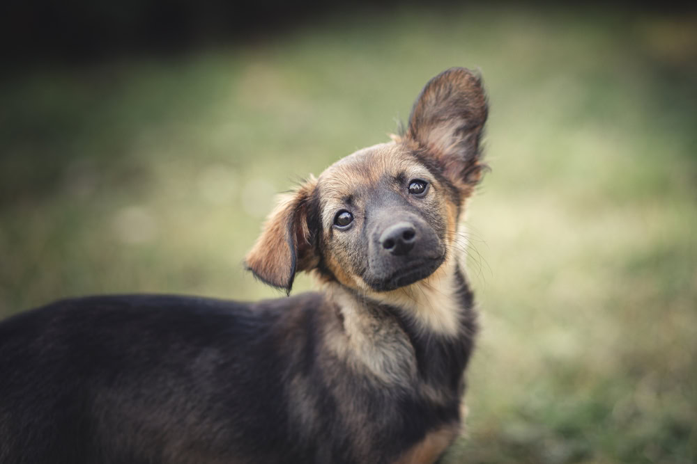 Mongrel dog