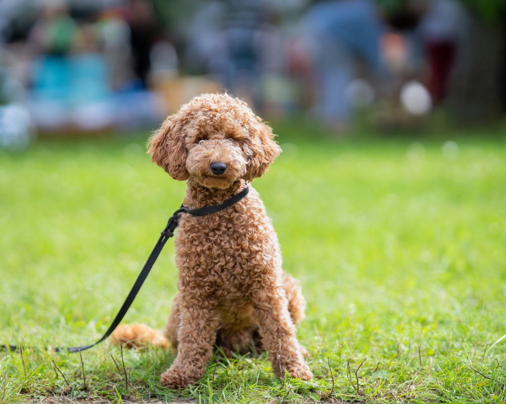 Poodle