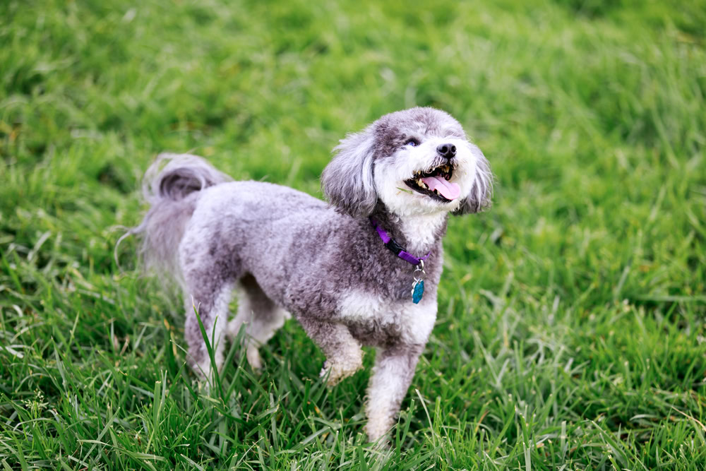 Schnoodle Dog Play