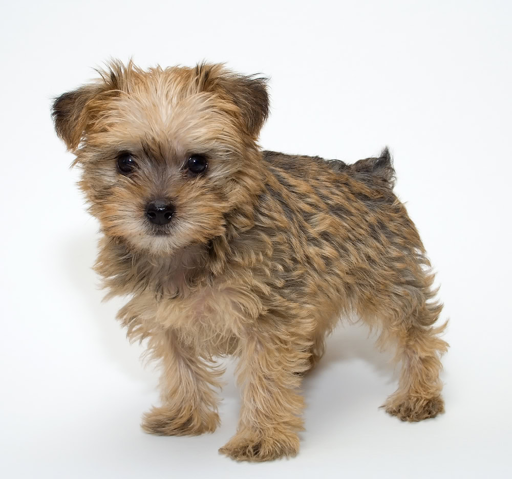Schnoodle Puppy